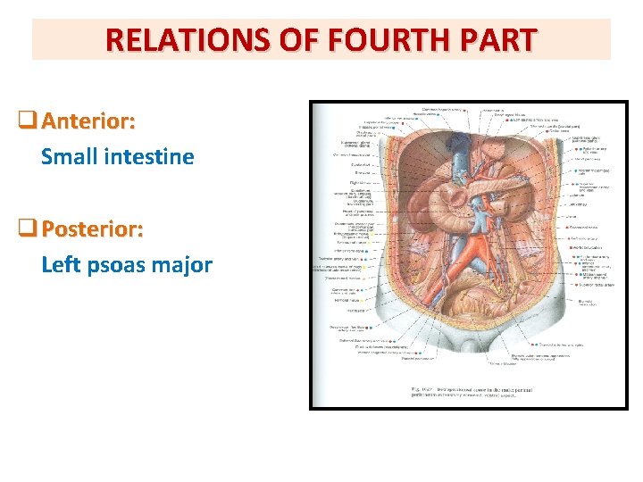 RELATIONS OF FOURTH PART q Anterior: Small intestine q Posterior: Left psoas major 