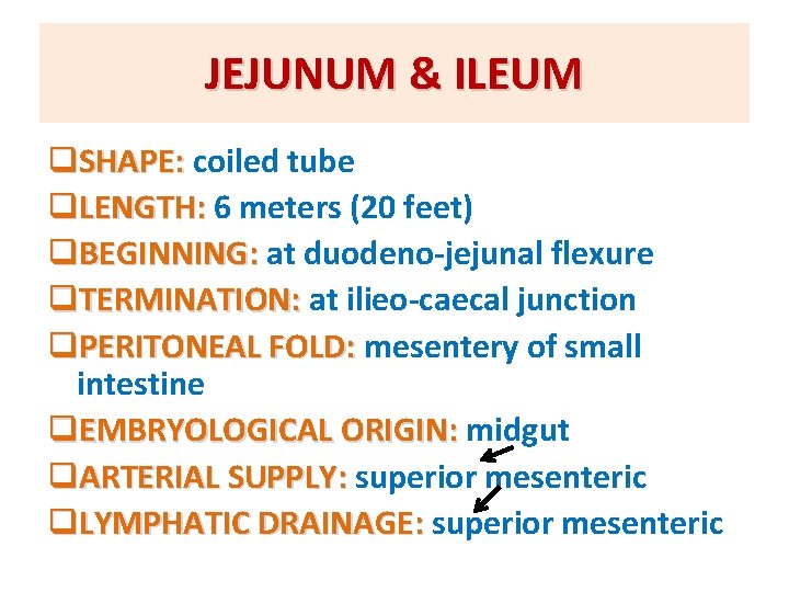 JEJUNUM & ILEUM q. SHAPE: coiled tube q. LENGTH: 6 meters (20 feet) q.