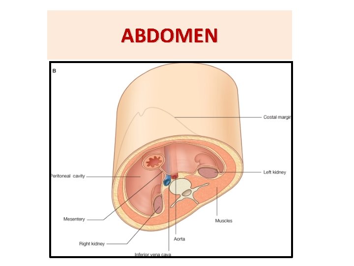 ABDOMEN 