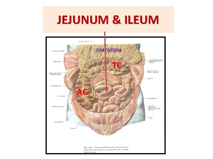 JEJUNUM & ILEUM OMENTUM TC AC 