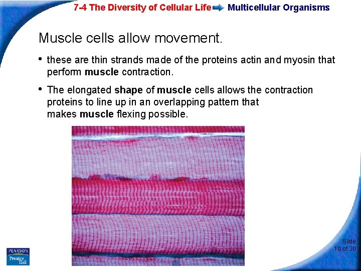 7 -4 The Diversity of Cellular Life Multicellular Organisms Muscle cells allow movement. •