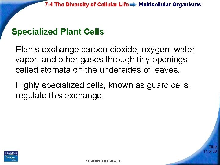7 -4 The Diversity of Cellular Life Multicellular Organisms Specialized Plant Cells Plants exchange