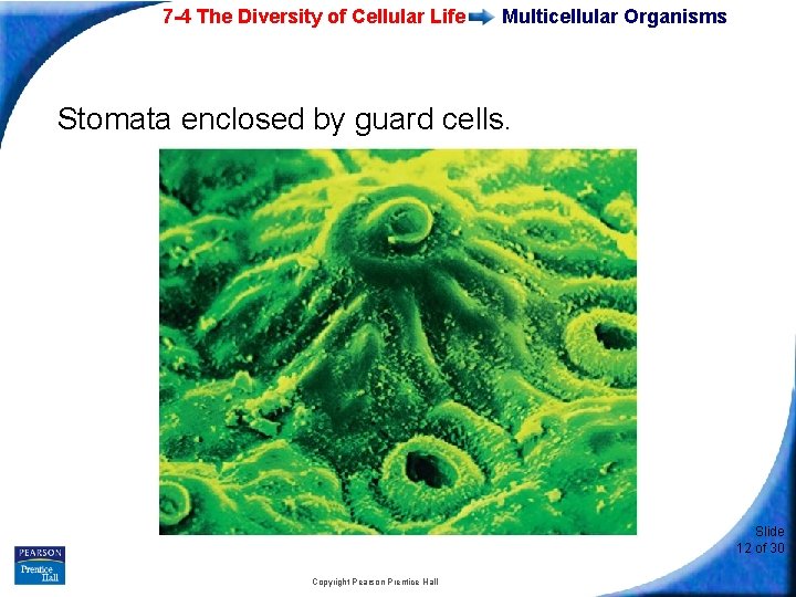 7 -4 The Diversity of Cellular Life Multicellular Organisms Stomata enclosed by guard cells.