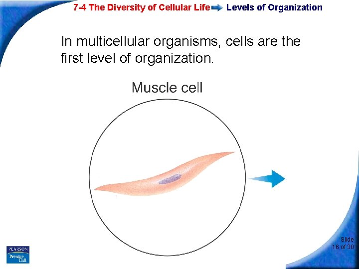 7 -4 The Diversity of Cellular Life Levels of Organization In multicellular organisms, cells