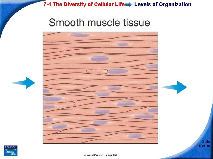 7 -4 The Diversity of Cellular Life Levels of Organization Slide 18 of 30