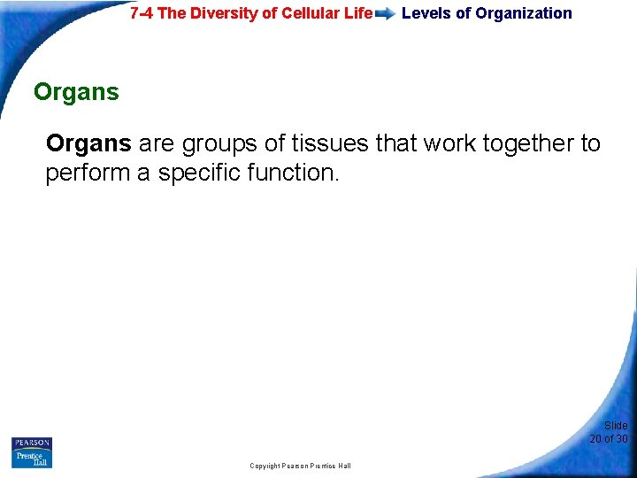 7 -4 The Diversity of Cellular Life Levels of Organization Organs are groups of