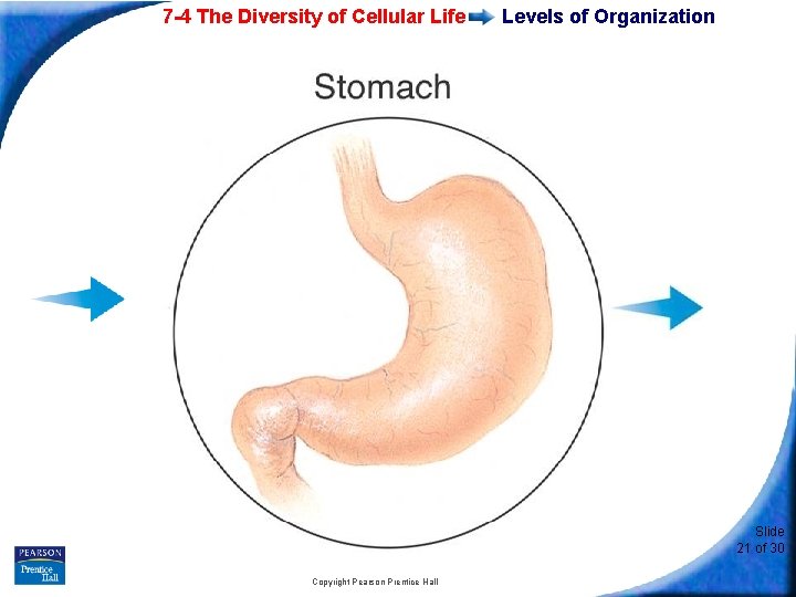 7 -4 The Diversity of Cellular Life Levels of Organization Slide 21 of 30