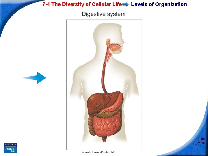 7 -4 The Diversity of Cellular Life Levels of Organization Slide 23 of 30