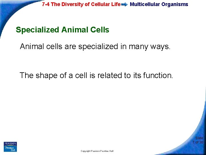7 -4 The Diversity of Cellular Life Multicellular Organisms Specialized Animal Cells Animal cells