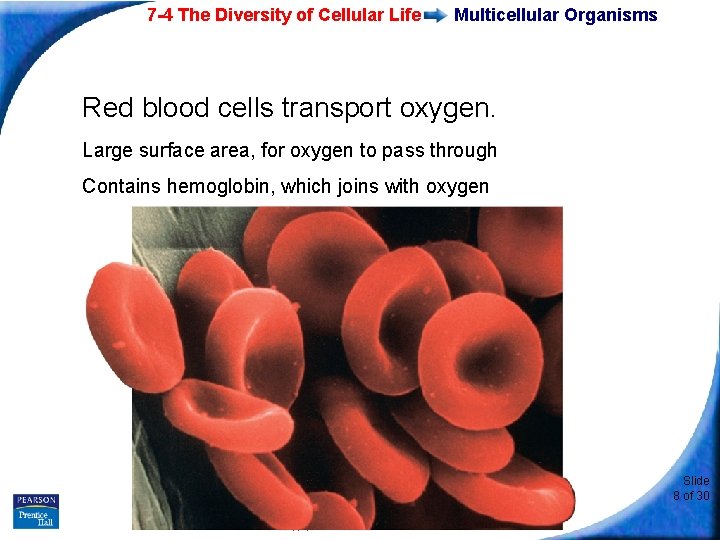7 -4 The Diversity of Cellular Life Multicellular Organisms Red blood cells transport oxygen.