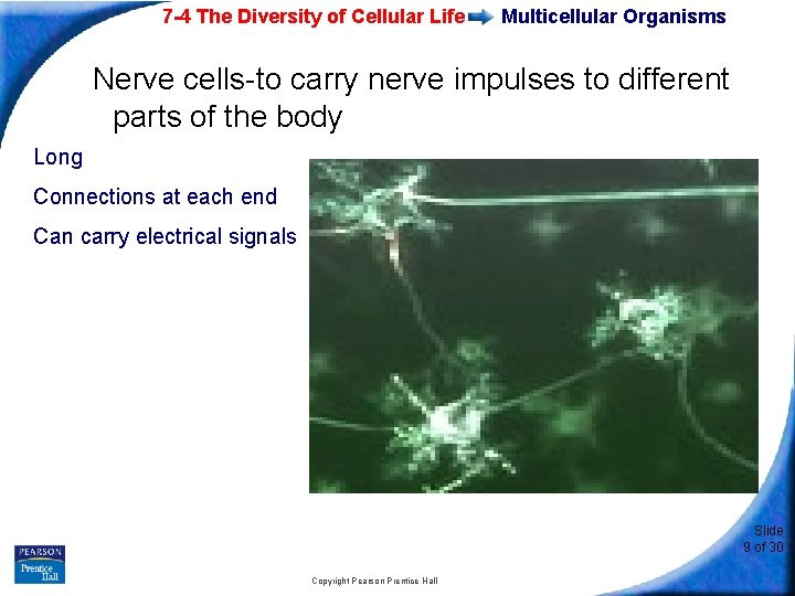 7 -4 The Diversity of Cellular Life Multicellular Organisms Nerve cells-to carry nerve impulses
