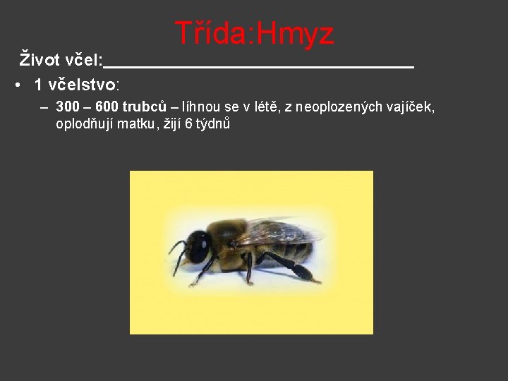 Život včel: • 1 včelstvo: Třída: Hmyz – 300 – 600 trubců – líhnou