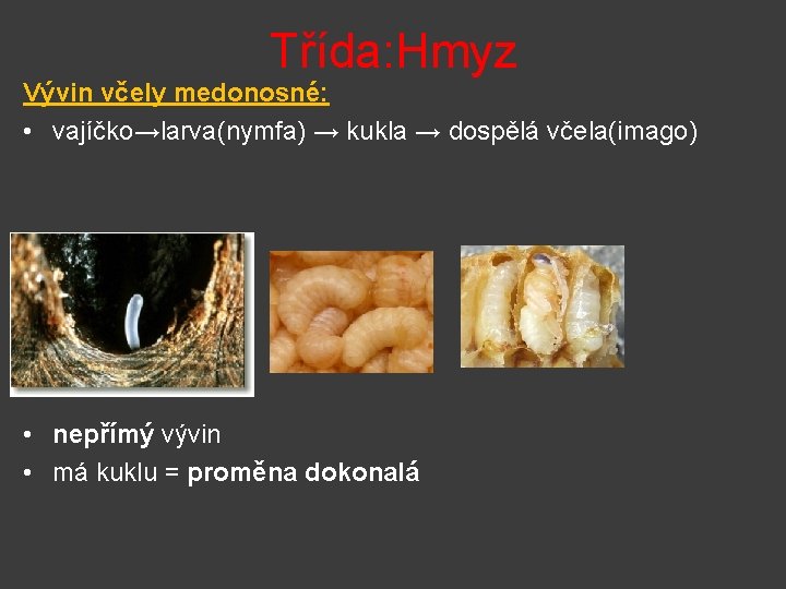 Třída: Hmyz Vývin včely medonosné: • vajíčko→larva(nymfa) → kukla → dospělá včela(imago) • nepřímý