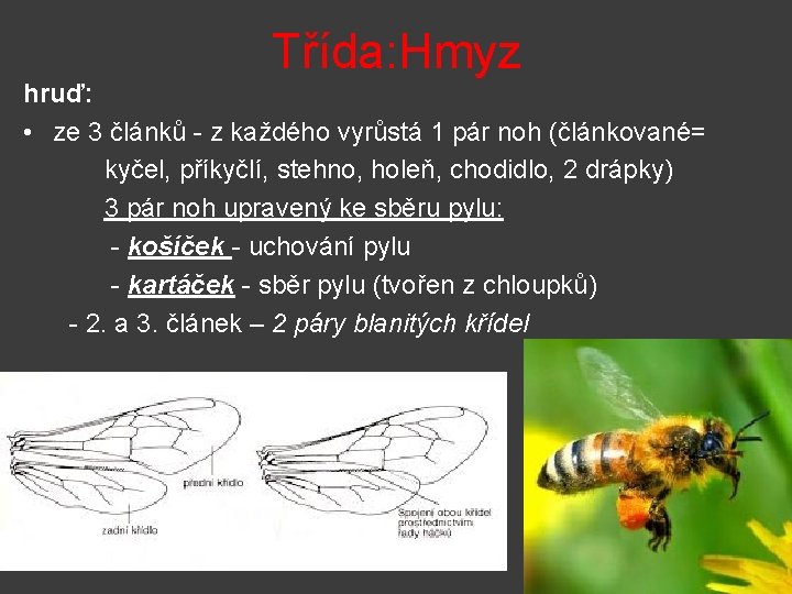 Třída: Hmyz hruď: • ze 3 článků - z každého vyrůstá 1 pár noh