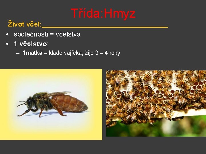 Třída: Hmyz Život včel: • společnosti = včelstva • 1 včelstvo: – 1 matka