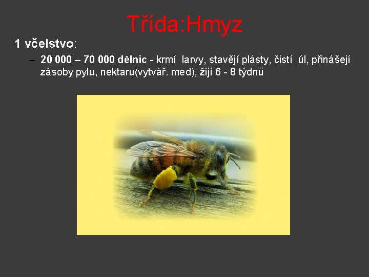 1 včelstvo: Třída: Hmyz – 20 000 – 70 000 dělnic - krmí larvy,