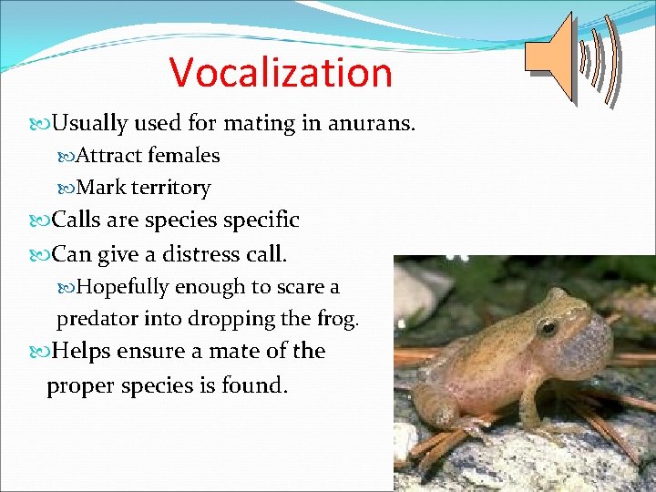 Vocalization Usually used for mating in anurans. Attract females Mark territory Calls are species Vocalization Usually used for mating in anurans. Attract females Mark territory Calls are species
