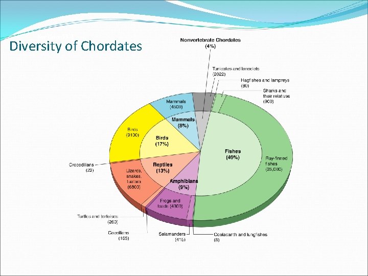 Section 33 -1 Diversity of Chordates Section 33 -1 Diversity of Chordates