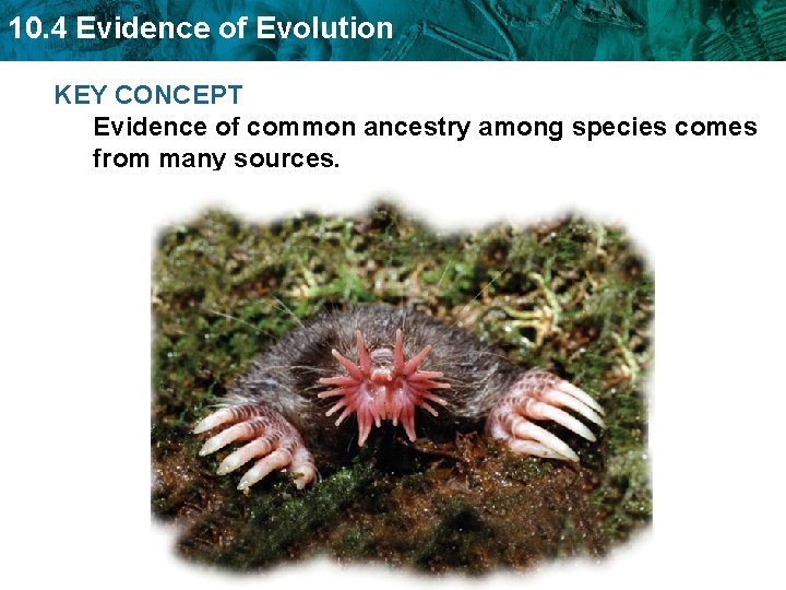 10. 4 Evidence of Evolution KEY CONCEPT Evidence of common ancestry among species comes