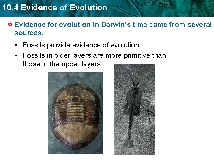 10. 4 Evidence of Evolution Evidence for evolution in Darwin’s time came from several