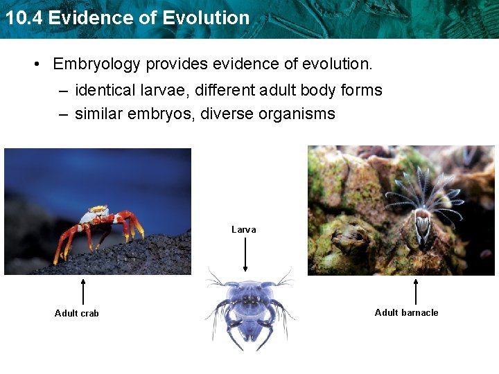 10. 4 Evidence of Evolution • Embryology provides evidence of evolution. – identical larvae,
