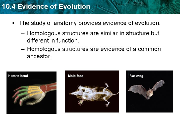 10. 4 Evidence of Evolution • The study of anatomy provides evidence of evolution.