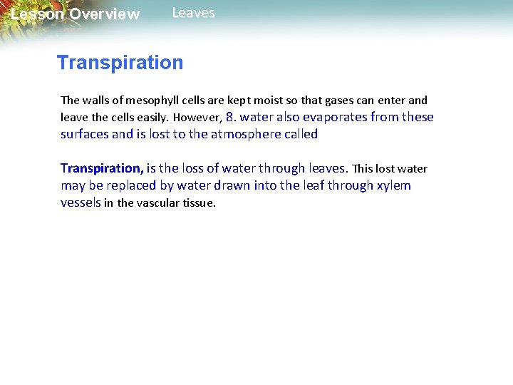 Lesson Overview Leaves Transpiration The walls of mesophyll cells are kept moist so that