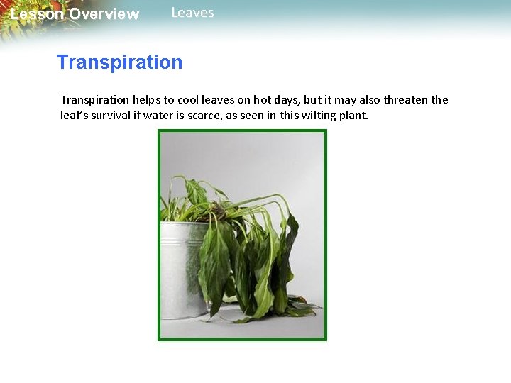 Lesson Overview Leaves Transpiration helps to cool leaves on hot days, but it may