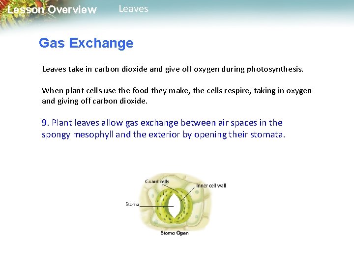 Lesson Overview Leaves Gas Exchange Leaves take in carbon dioxide and give off oxygen