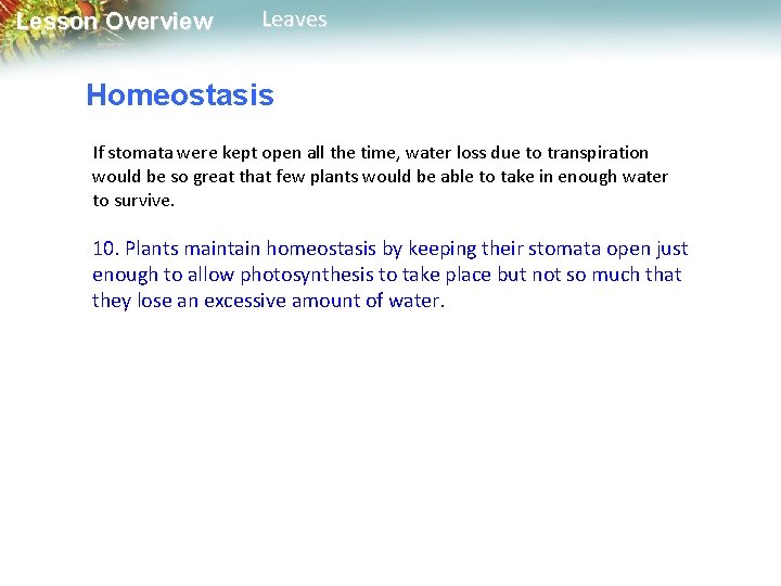 Lesson Overview Leaves Homeostasis If stomata were kept open all the time, water loss