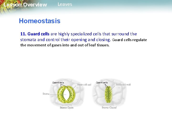 Lesson Overview Leaves Homeostasis 11. Guard cells are highly specialized cells that surround the