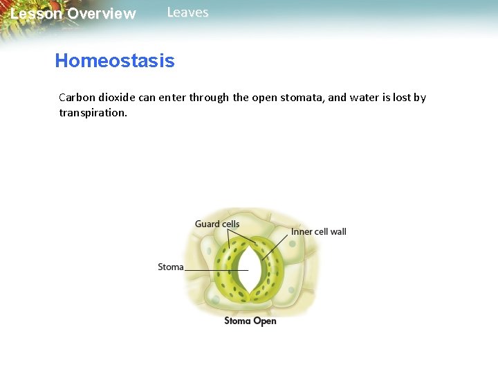 Lesson Overview Leaves Homeostasis Carbon dioxide can enter through the open stomata, and water