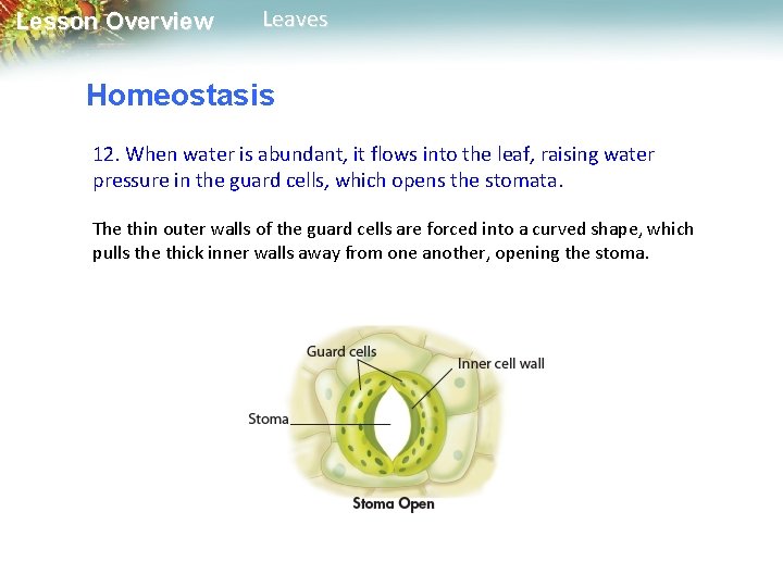 Lesson Overview Leaves Homeostasis 12. When water is abundant, it flows into the leaf,