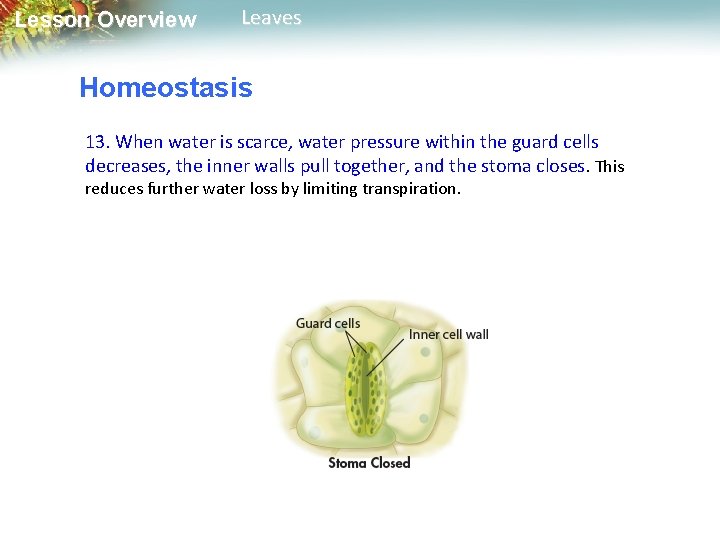 Lesson Overview Leaves Homeostasis 13. When water is scarce, water pressure within the guard