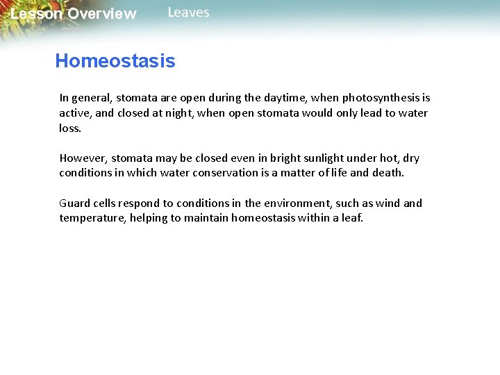 Lesson Overview Leaves Homeostasis In general, stomata are open during the daytime, when photosynthesis