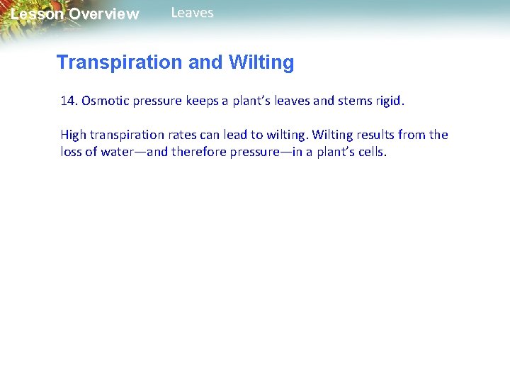 Lesson Overview Leaves Transpiration and Wilting 14. Osmotic pressure keeps a plant’s leaves and