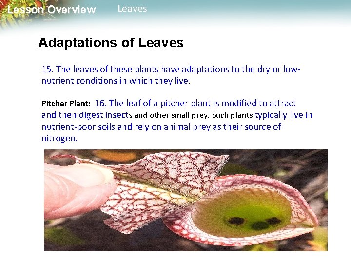 Lesson Overview Leaves Adaptations of Leaves 15. The leaves of these plants have adaptations