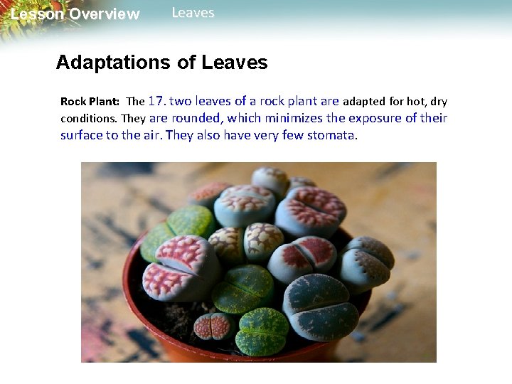 Lesson Overview Leaves Adaptations of Leaves Rock Plant: The 17. two leaves of a