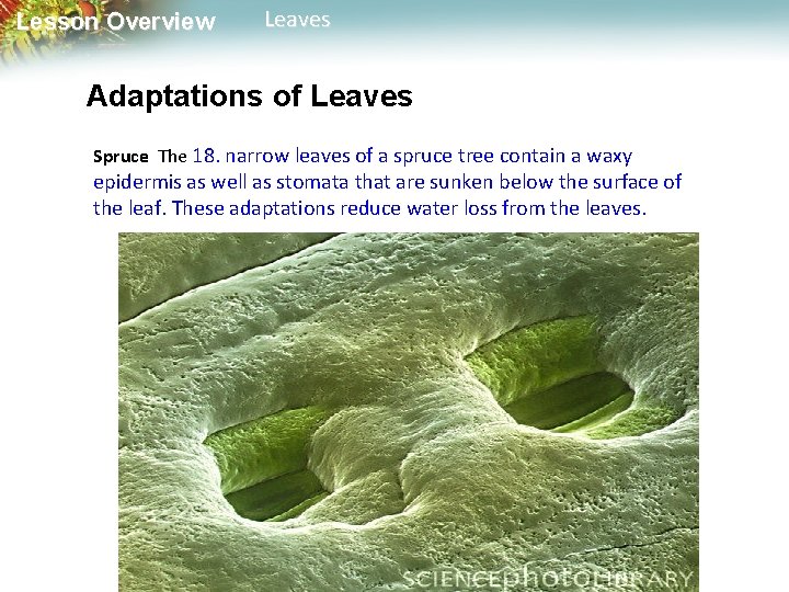 Lesson Overview Leaves Adaptations of Leaves Spruce The 18. narrow leaves of a spruce