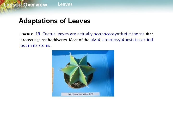 Lesson Overview Leaves Adaptations of Leaves Cactus: 19. Cactus leaves are actually nonphotosynthetic thorns