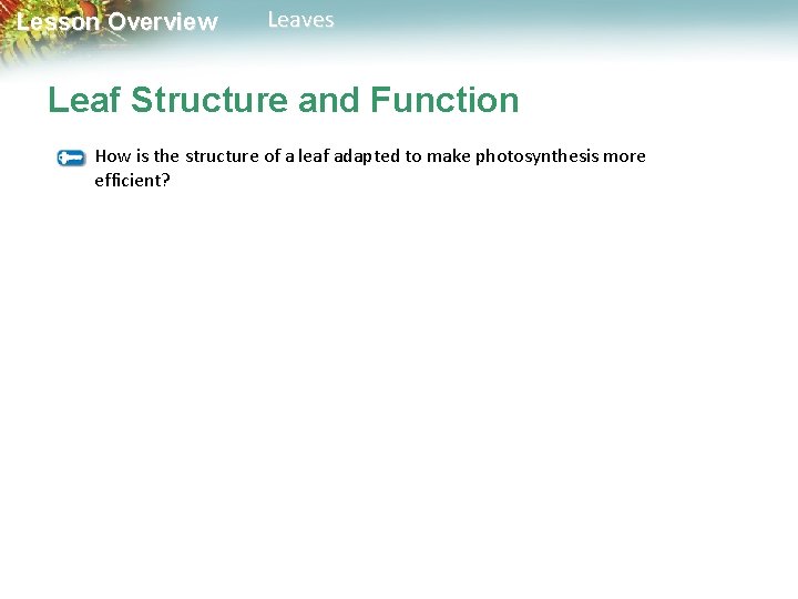 Lesson Overview Leaves Leaf Structure and Function How is the structure of a leaf