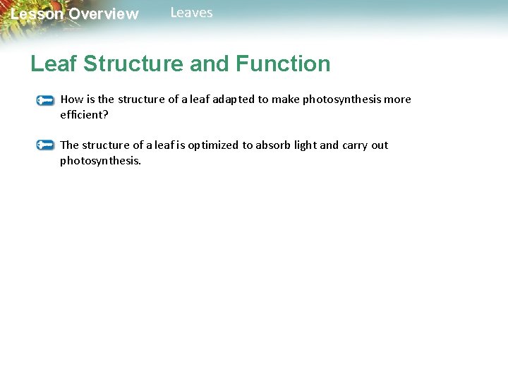 Lesson Overview Leaves Leaf Structure and Function How is the structure of a leaf