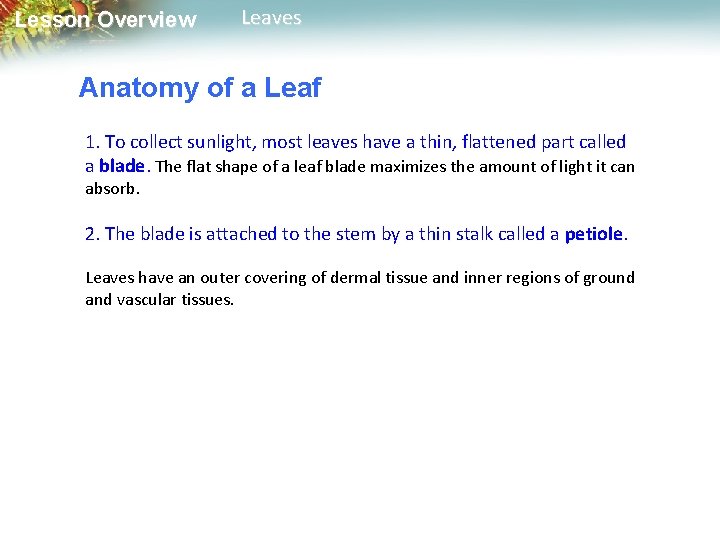 Lesson Overview Leaves Anatomy of a Leaf 1. To collect sunlight, most leaves have