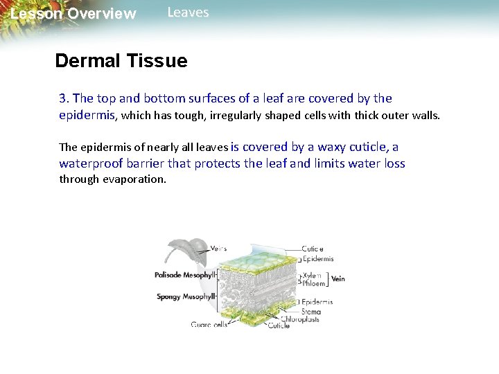 Lesson Overview Leaves Dermal Tissue 3. The top and bottom surfaces of a leaf