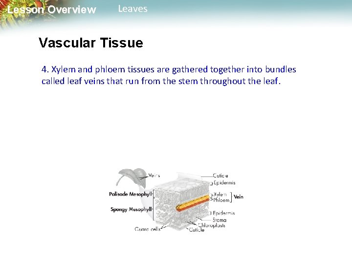 Lesson Overview Leaves Vascular Tissue 4. Xylem and phloem tissues are gathered together into