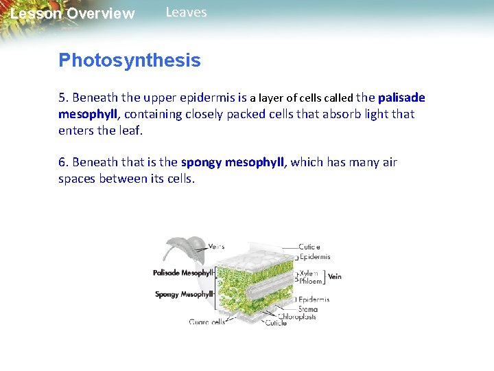 Lesson Overview Leaves Photosynthesis 5. Beneath the upper epidermis is a layer of cells