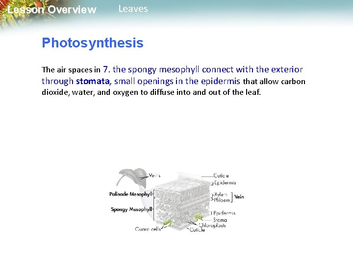 Lesson Overview Leaves Photosynthesis The air spaces in 7. the spongy mesophyll connect with