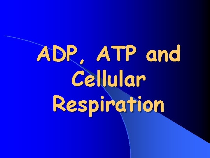 ADP, ATP and Cellular Respiration 