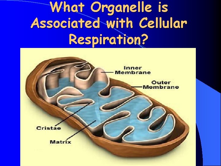 What Organelle is Associated with Cellular Respiration? 
