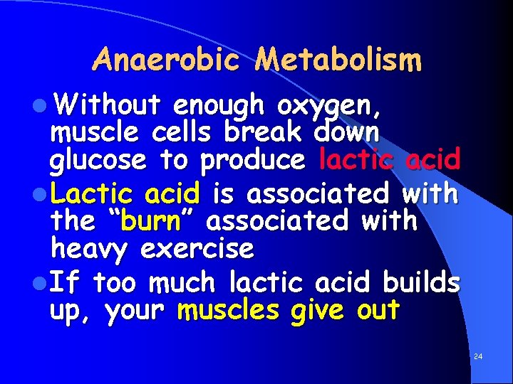 Anaerobic Metabolism l Without enough oxygen, muscle cells break down glucose to produce lactic